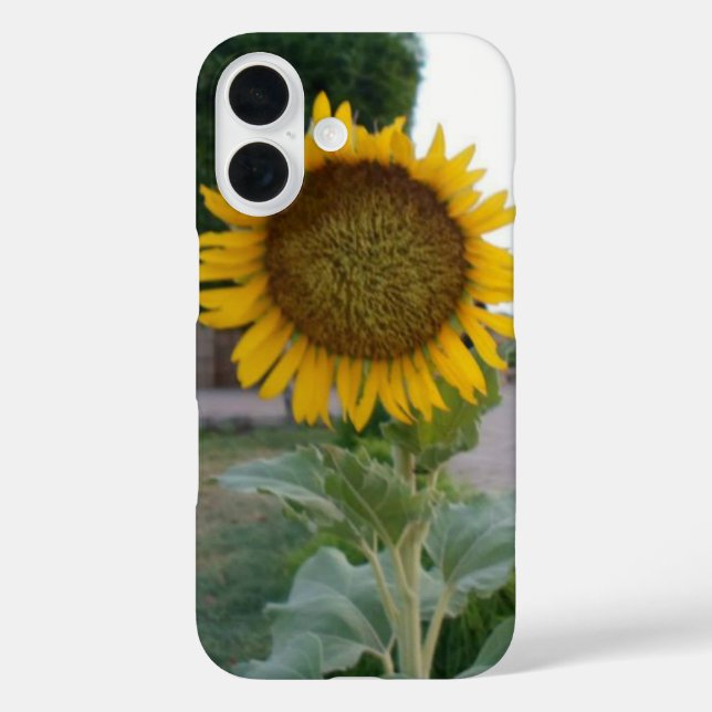 Coques Case-Mate iPhone Tournesol Naturel à Couper le Souffle | Rayonnemen (Verso)