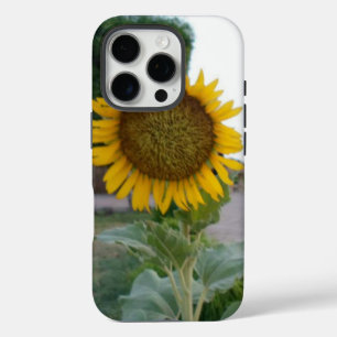 Coque iPhone 16 Pro Tournesol Naturel à Couper le Souffle   Rayonnemen