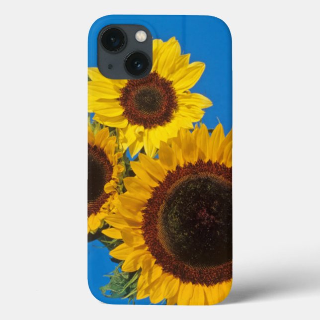 Coques Case-Mate iPhone Tournesols contre clôture bleue (Verso)