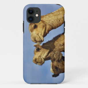 Coque Case-Mate iPhone Trio de chameaux, marché aux chameaux, Le Caire, É