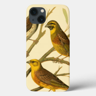 iPhone 13 Case Trois oiseaux domestiques étés perché sur une
