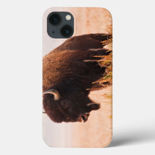 Etui iPhone 13 Troupeau De Bison Américain (Bison Bison) À Teton 