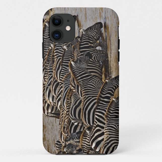 Coques Case-Mate iPhone Troupeau de zèbres de Burchell buvant dans le Mara (Dos)