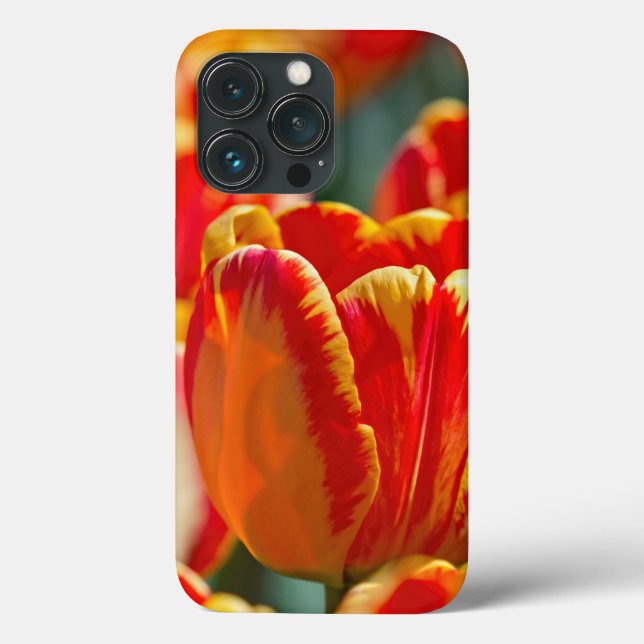 Coques Case-Mate iPhone Tulipes de couleurs brillantes (Verso)