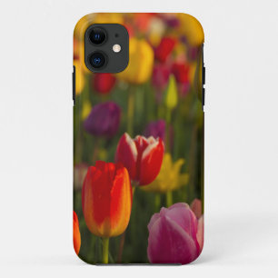 Coque Case-Mate iPhone Tulipes, Festival des Tulipes, Woodburn, Oregon, É