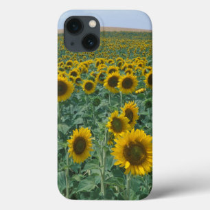 iPhone 13 Case UE, France, Provence, champ de tournesol