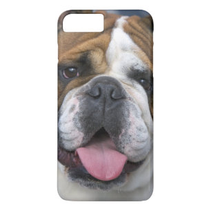 Coques Pour iPhone Un bouledogue anglais en Belgique.