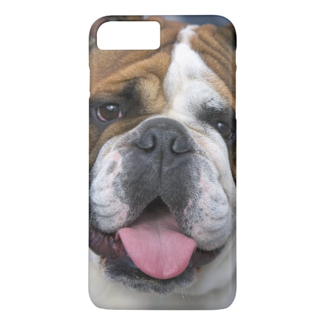 Coques Case-Mate iPhone Un bouledogue anglais en Belgique. (Dos)