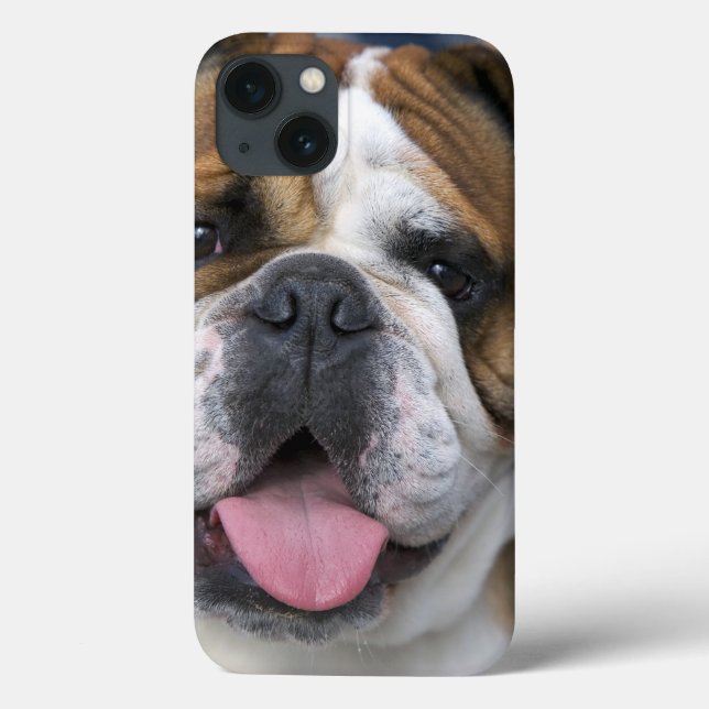 Coques Case-Mate iPhone Un bouledogue anglais en Belgique. (Verso)