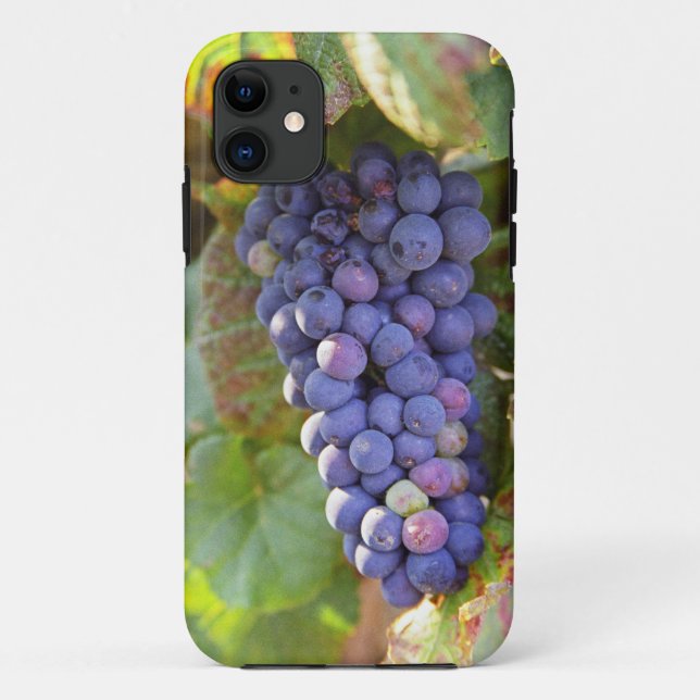 Coques Case-Mate iPhone Un groupe de raisins Pinot Noir dans un Chambertin (Dos)