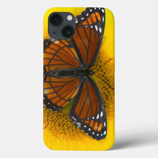 Coques Case-Mate iPhone Un Limenitis Archippus du papillon | de vice-roi (Verso)