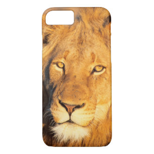 Etui iPhone Case-Mate Un lion rouge regardant la caméra.