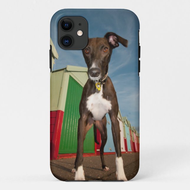 Coques Case-Mate iPhone Un Lurcher se tenant devant quelques huttes de (Dos)
