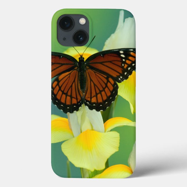 Coques Case-Mate iPhone Un papillon de vice-roi sur un iris japonais jaune (Verso)