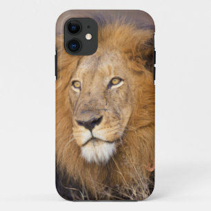 Case-Mate iPhone Case Un portrait d'un Lion regardant au loin
