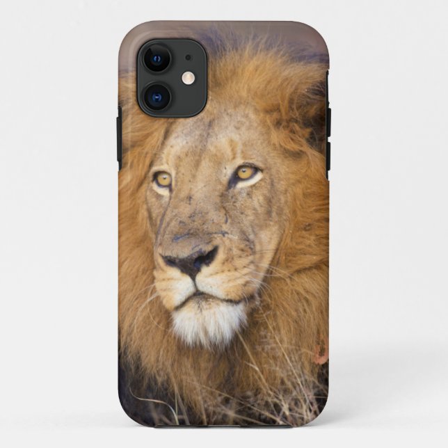 Coques Case-Mate iPhone Un portrait d'un Lion regardant au loin (Dos)