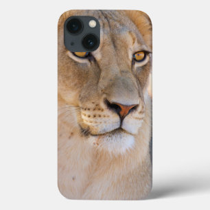 Case-Mate iPhone Case Un portrait d'une lionne examinant la distance