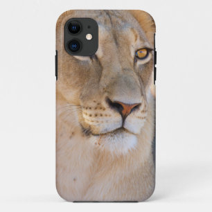 Coque iPhone 11 Un portrait d'une lionne regardant au loin