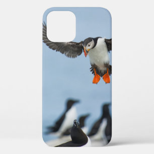 Case-Mate iPhone CASE UN PUFFIN DE L'ATLANTIQUE ARRIVE SUR LE TERRAIN AV
