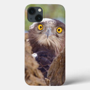 Coque Case-Mate iPhone Un serpent Blanc-breasted Eagle