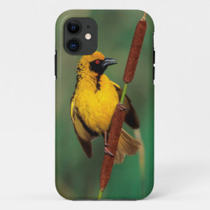 Case-Mate iPhone Case Un Tisserin gendarme chantant perché sur un roseau
