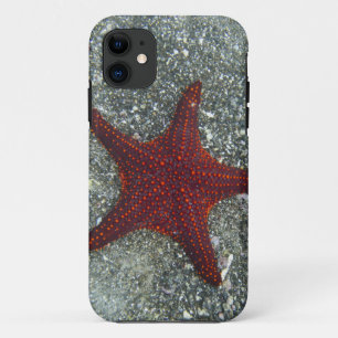 Case-Mate iPhone Case Une étoile de mer rouge Galapagos, Equador