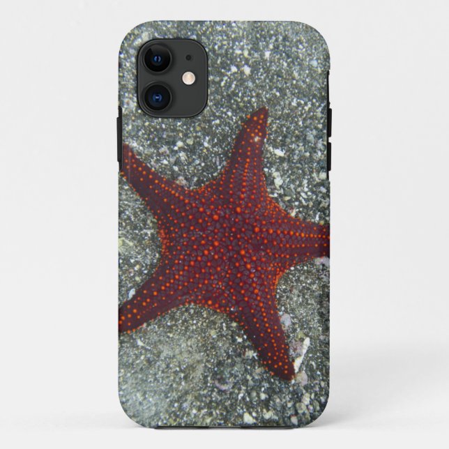 Coques Case-Mate iPhone Une étoile de mer rouge | Galapagos, Equador (Dos)