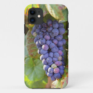 Case-Mate iPhone Case Une grappe de raisins Pinot Noir dans un Chamberti