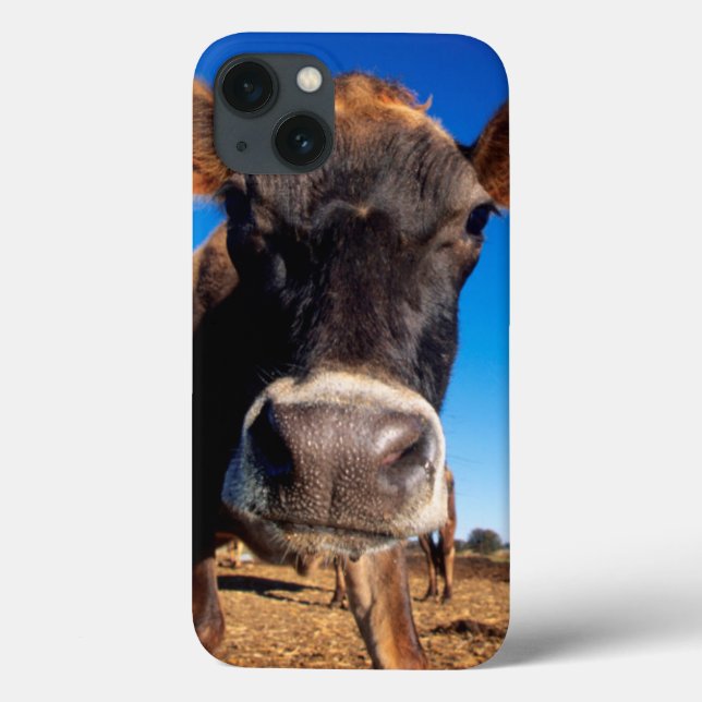 Coques Case-Mate iPhone Une vache du Jersey étant curieuse (Verso)