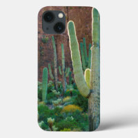 USA, Arizona. Le Champ De Cactus Du Saguaro Par Un