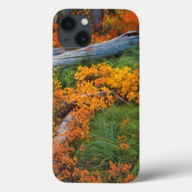 Coques Case-Mate iPhone USA, Oregon, Willamette National Forest (Verso)