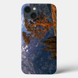 Etui iPhone Case-Mate USA, Wyoming, Grand Teton NP. Un cèdre solitaire