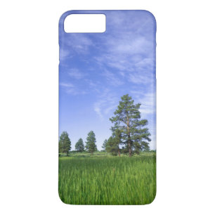 Coques Pour iPhone UTAH. ÉTATS-UNIS. Pins ponderosa (Pinus ponderosa)