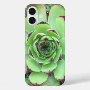Coque Pour iPhone 16 Plus Vert avec pourpre Conseils Succulent Gros plan Pho