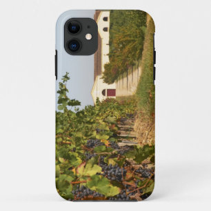 Case-Mate iPhone Case Vignobles, vignes de petit verdot et la cave dans