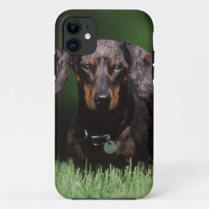 Etui iPhone Case-Mate Vue de Dachshund couleur panaché