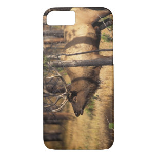 Coques Pour iPhone wapiti, Cervus elaphus, bull bourdonne dans un brû