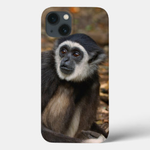 Etui iPhone 13 White-Handed Gibbon (Hylobates Lar), Monkeyland