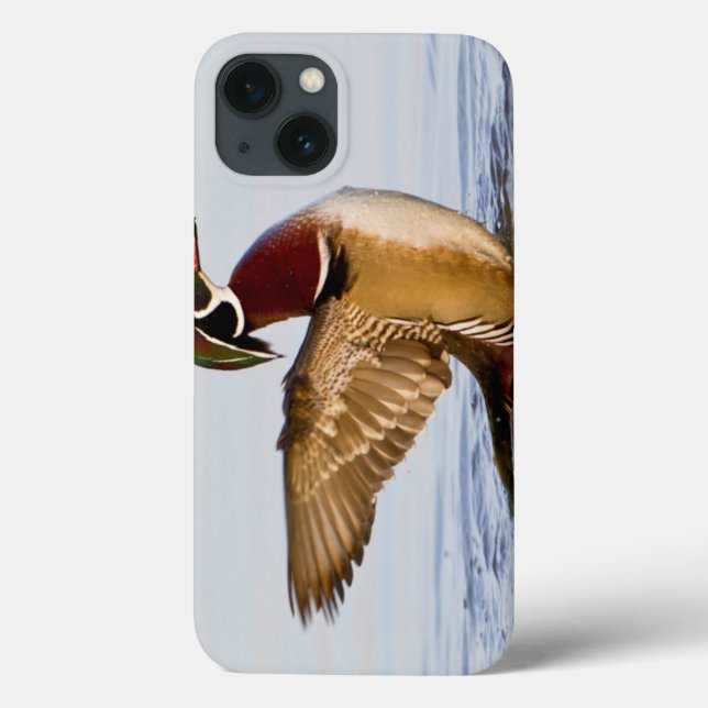Coques Case-Mate iPhone Wood Duck mal flapping wings in wetland (Verso)