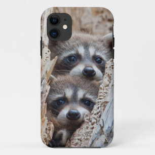 Case-Mate iPhone Case Wyoming, comté de Lincoln, Raton laveur