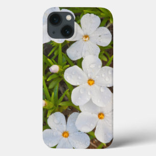 Coques Pour iPhone Wyoming, Comté de Sublette, Gros plan de Phlox