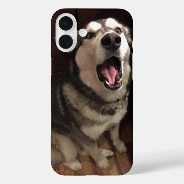 Coques Case-Mate iPhone Yawning Alaskan Malamute photo (Verso)