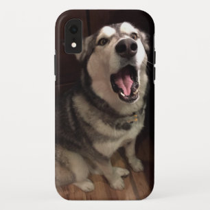 Coque Case-Mate iPhone Yawning Alaskan Malamute photo