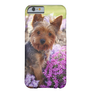 Coque Barely There iPhone 6 Yorkshire Terrier
