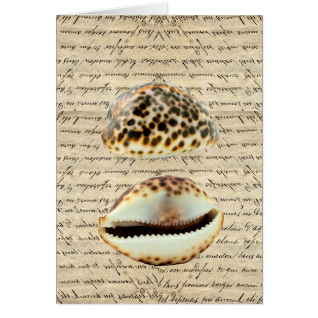 Coques de cowrie (Devant)