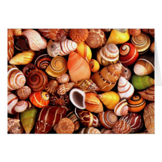 Coques de mer