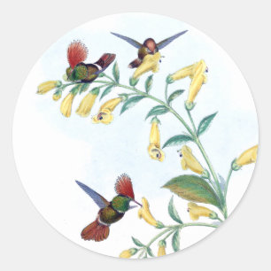Coquette Oiseau-colibri Stickers Fleur de faune