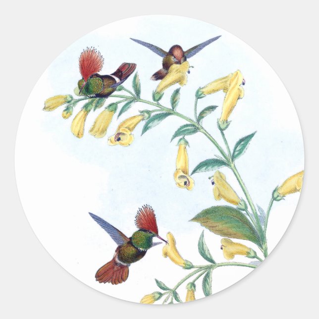 Coquette Oiseau-colibri Stickers Fleur de faune (Devant)