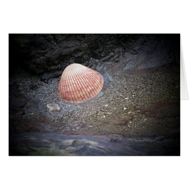Coquillage et sable (Devant horizontal)