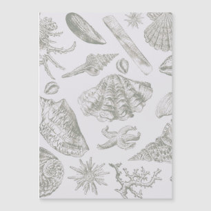 Coquillage gris sauge doux croquis Antique Nature